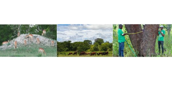 Figure 2: Some of the ecosystem processes that need to be quantified to accurately assess the African Carbon Budget – methane emissions from termites and livestock, as well as tree growth and mortality rates.